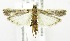  (Nyctegretis cullinanensis - USNM ENT 00808113)  @14 [ ] Unspecified (default): All Rights Reserved  Unspecified Unspecified