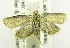  (Cydia nr. choleropa - USNM ENT 00194213)  @13 [ ] Unspecified (default): All Rights Reserved  Unspecified Unspecified