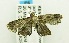  (Thaumatotibia batrachopa ABV8081 - USNM ENT 00676529)  @12 [ ] Unspecified (default): All Rights Reserved  Unspecified Unspecified