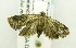  (Thaumatotibia batrachopa ABV8082 - USNM ENT 00676533)  @12 [ ] Unspecified (default): All Rights Reserved  Unspecified Unspecified