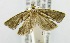  (Phtheochroa aarviki - USNM ENT 00676740)  @13 [ ] Unspecified (default): All Rights Reserved  Unspecified Unspecified