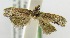  (Thaumatotibia salaciae - USNM ENT 00676785)  @12 [ ] Unspecified (default): All Rights Reserved  Unspecified Unspecified
