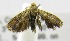  (Eucosmocydia lecaniodiscana - USNM ENT 00676824)  @13 [ ] Unspecified (default): All Rights Reserved  Unspecified Unspecified
