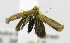  (Eucosmocydia deinbolliana - USNM ENT 00676827)  @12 [ ] Unspecified (default): All Rights Reserved  Unspecified Unspecified