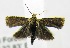 (Eucosmocydia kirimiriana - USNM ENT 00676836)  @13 [ ] Unspecified (default): All Rights Reserved  Unspecified Unspecified