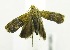  (Eucosmocydia mixographa - USNM ENT 00676910)  @13 [ ] Unspecified (default): All Rights Reserved  Unspecified Unspecified