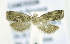  (Cydia sp. AT4 - RMCA ENT 000002853)  @12 [ ] Unspecified (default): All Rights Reserved  Unspecified Unspecified
