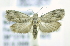  (Cydia sp. AT3 - RMCA ENT 000020482)  @12 [ ] Unspecified (default): All Rights Reserved  Unspecified Unspecified