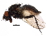  ( - BIOUG31805-E02)  @11 [ ] CreativeCommons - Attribution (2017) CBG Photography Group Centre for Biodiversity Genomics
