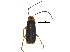  (Rhagonycha septentrionis - BIOUG31991-C08)  @13 [ ] CreativeCommons - Attribution (2017) CBG Photography Group Centre for Biodiversity Genomics