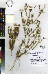  (Macrostylis ramulosa - TTS_294)  @11 [ ] No Rights Reserved  Unspecified Unspecified
