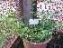  ( - IBONESeijoAra-1)  @11 [ ] Copyright (2016) IBONE IBONE