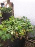  ( - IBONESeijoAra-14)  @11 [ ] Copyright (2016) IBONE IBONE