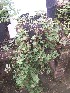  (Arachis cardenasii aff - IBONESeijoAra-2)  @11 [ ] Copyright (2016) IBONE IBONE
