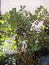  ( - IBONESeijoAra-30)  @11 [ ] Copyright (2016) IBONE IBONE