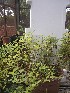  (Arachis stenosperma - IBONESeijoAra-35)  @11 [ ] Copyright (2016) IBONE IBONE