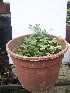  (Arachis duranensis - IBONESeijoAra-4)  @11 [ ] Copyright (2016) IBONE IBONE