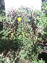  ( - IBONESeijoAra-5)  @11 [ ] Copyright (2016) IBONE IBONE