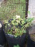  (Arachis batizocoi - IBONESeijoAra-53)  @11 [ ] Copyright (2016) IBONE IBONE