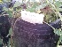  ( - IBONESeijoAra-54)  @11 [ ] Copyright (2016) IBONE IBONE