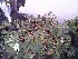  ( - IBONESeijoAra-62)  @11 [ ] Copyright (2016) IBONE IBONE