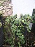  ( - IBONESeijoAra-65)  @11 [ ] Copyright (2016) IBONE IBONE