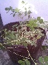  ( - IBONESeijoAra-70)  @11 [ ] Copyright (2016) IBONE IBONE