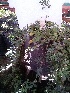  ( - IBONESeijoAra-78)  @11 [ ] Copyright (2016) IBONE IBONE