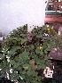  (Arachis sp - IBONESeijoAra-93)  @11 [ ] Copyright (2016) IBONE IBONE
