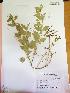  ( - IBOLChalupLathy-14)  @11 [ ] Copyright (2017) IBONE Northeast Institute of Botany