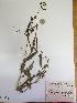  (Lathyrus magellanicus var. longipes - IBOLChalupLathy-21)  @11 [ ] Copyright (2017) IBONE Northeast Institute of Botany