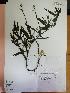  (Lathyrus magellanicus - IBOLChalupLathy-27)  @11 [ ] Copyright (2017) IBONE Northeast Institute of Botany