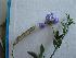  (Lathyrus magellanicus var. glauscecens - IBOLChalupLathy-3)  @11 [ ] Copyright (2017) IBONE Northeast Institute of Botany