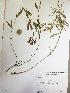  (Lathyrus multiceps - IBOLChalupLathy-31)  @11 [ ] Copyright (2017) IBONE Northeast Institute of Botany