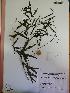 ( - IBOLChalupLathy-33)  @11 [ ] Copyright (2017) IBONE Northeast Institute of Botany