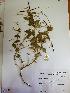  ( - IBOLChalupLathy-41)  @11 [ ] Copyright (2017) IBONE Northeast Institute of Botany