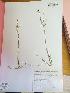  (Lathyrus subulatus - IBOLChalupLathy-5)  @11 [ ] Copyright (2017) IBONE Northeast Institute of Botany