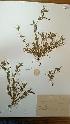  (Lathyrus crassipes - IBOLChalupLathy-8)  @11 [ ] Copyright (2017) IBONE Northeast Institute of Botany