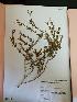  (Lathyrus tomentosus - IBOLChalupLathy-9)  @11 [ ] Copyright (2017) IBONE Northeast Institute of Botany