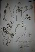  ( - IBOLOrtizAra-14)  @11 [ ] Copyright (2017) IBONE Northeast Institute of Botany
