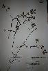  ( - IBOLOrtizAra-19)  @11 [ ] Copyright (2017) IBONE Northeast Institute of Botany