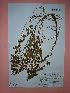  ( - IBOLSeijoAra-100)  @11 [ ] Copyright (2017) IBONE Northeast Institute of Botany