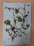  ( - IBOLSeijoAra-111)  @11 [ ] Copyright (2017) IBONE Northeast Institute of Botany