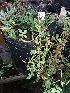  ( - IBOLSeijoAra-112)  @11 [ ] Copyright (2017) IBONE Northeast Institute of Botany