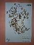  ( - IBOLSeijoAra-116)  @11 [ ] Copyright (2017) IBONE Northeast Institute of Botany