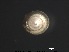  ( - Ahel_AMT24_06_01)  @11 [ ] CreativeCommons - Attribution Non-Commercial Share-Alike (2017) Deborah Wall-Palmer Naturalis Biodiversity Center