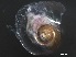  ( - Ahel_AMT24_25A_02)  @11 [ ] CreativeCommons - Attribution Non-Commercial Share-Alike (2017) Deborah Wall-Palmer Naturalis Biodiversity Center