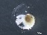  ( - Ainf_KH1110_02_01)  @11 [ ] CreativeCommons - Attribution Non-Commercial Share-Alike (2017) Deborah Wall-Palmer Naturalis Biodiversity Center