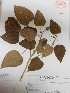  (Croton reflexifolius - MEXU1445931)  @11 [ ] Copyright (2019) Unspecified Universidad Nacional Autónoma de México