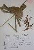  (Thrinax radiata - MEXU625022)  @11 [ ] Copyright (2019) Unspecified Universidad Nacional Autónoma de México